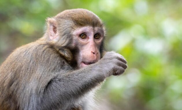 Monkey fever in India: Symptoms and prevention