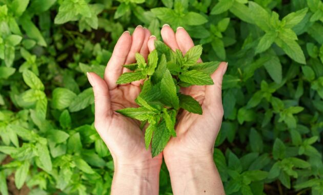 Tulsi or holy basil: Health Benefits, How to use and Side Effects