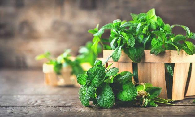 Mint for diabetes: Can it manage blood sugar levels?