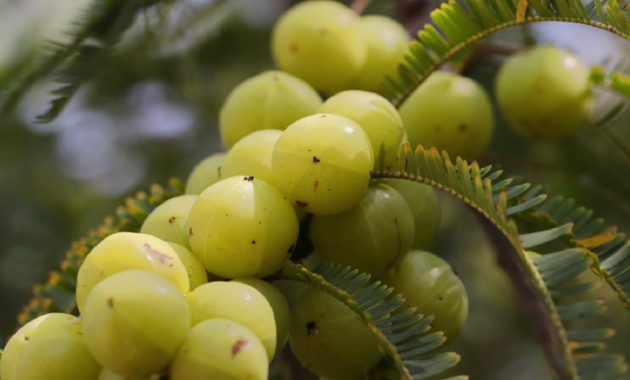 Indian gooseberry or Amla: Benefits, Side Effects and How to use