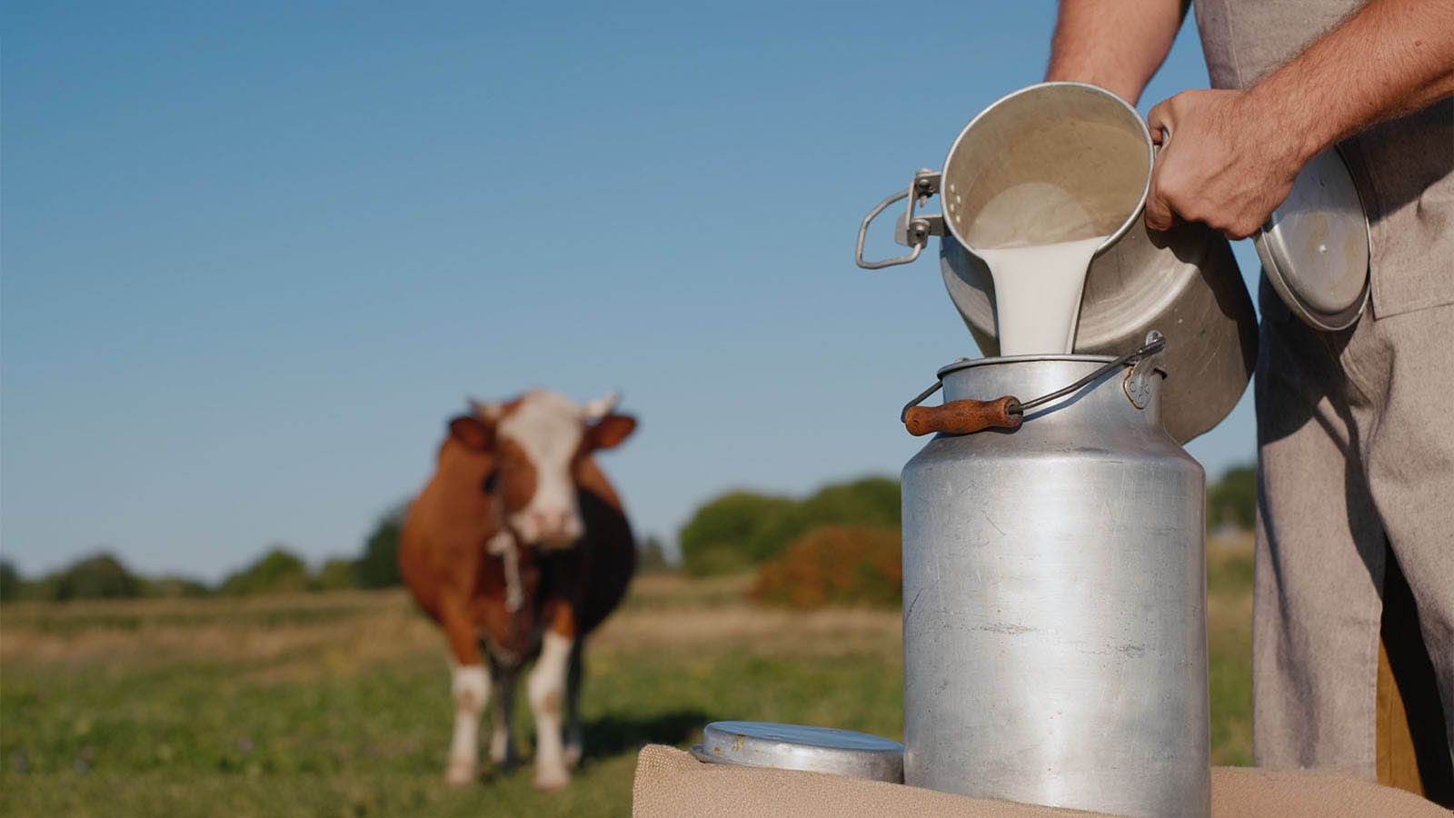 Bird flu in milk: Is it safe for humans?