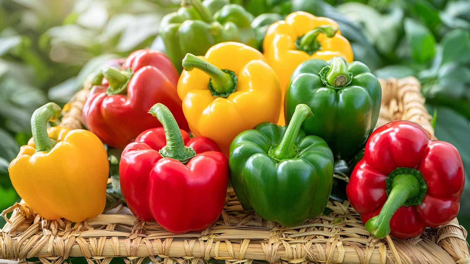 Green, red, and yellow: Know the best bell pepper